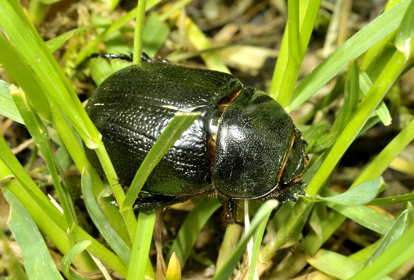 Dynastidae: Pentodon bidens punctatus